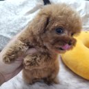 신월동045 | 부천 신월동강아지분양, 우리집 행복 찾기 대작전