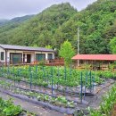 왕피천힐링팜 이미지