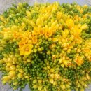 골드리치 이미지