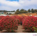 포레스트2 이미지