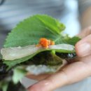 대영상회 이미지