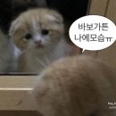스몰타운커피 이미지