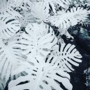이파리