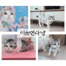 이쁘면다냥 | 수원고양이미용 추천 : 먼치킨 마로의 변신! 수원고양이미용실 '이쁘면다냥' 솔직후기