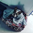 파파퍼피 DOG하우스 이미지