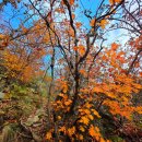 화악산잣