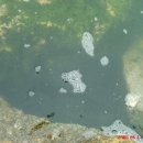 파도복어 이미지