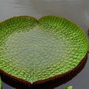 아마존 빅토리아 수련 (큰 가시연꽃)...(펌) 이미지