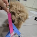 올치 | 크림말티푸 하네스 추천! 올치 하네스 실사용 후기 &amp; 색상·사이즈 선택 꿀팁 총정리