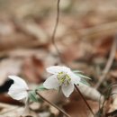 한국야생식물연구회 회원들과 다시찾은 대소마을_2012.3.17(변산바람꽃, 노루귀,산거울, 복수초) 이미지