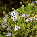 쑥부쟁이(Heath Aster)가 가득한 시카고 보타닉가든 이미지