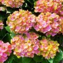 진달래목장 이미지