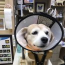 이윤권양한방동물병원 이미지