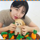 강아지분양 테디럽 이미지