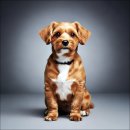 협진부분정비 | 강아지 슬개골 탈구 수술 양측 3기 확인에 따른 교정 후기