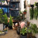 핑크트리 이미지