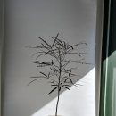 재화꽃집 | 광주꽃집추천 ) 감성가득한 식물과 꽃이 많은 꽃집 "재화" 내돈내산후기