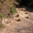 함안 명관리 공룡발자국 이미지