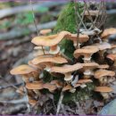자연 야생 버섯 이미지