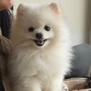 지.이.엠 엔터테인먼트 | 남양주 북한강 브런치 카페 엠아르 애견동반가능 찐만족 후기