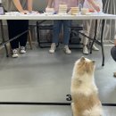 마이 비러브드 퍼피 이미지