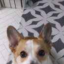 더본 동물병원 이미지