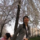 강북구 보건소 앞 벚꽃 구경 이미지