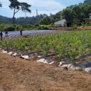 금송농장 이미지