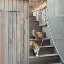 현숙잡화 | 울진 덕구온천리조트 추천후기(태백에서 울진가는법/덕구스파월드 가격/덕구리조트 맛집추천)