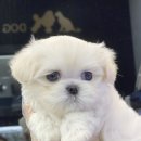 야옹아멍멍해봐 이미지