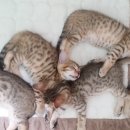 뱅갈냥이 이미지