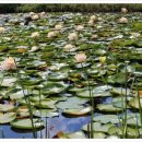 주암호 생태습지 이미지