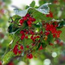 성주산을 품은 주민이 행복한 마을 | 군위 한밤마을 돌담길 시간의 이끼가 머문길