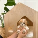 예쁜강아지 이미지