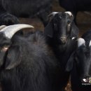 햇살 염소농장 이미지