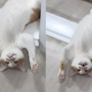 냥냥살롱 이미지