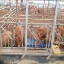 대산가축 이미지