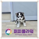 강아지분양 애견분양 퍼피플라워 중랑점 이미지