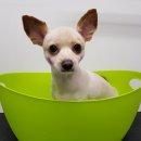 D&C 그루밍 샵 이미지