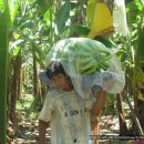 한국돈농장 이미지