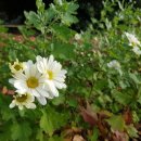 상록도서관주민사랑방 이미지