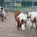 성호리조트사우나 이미지