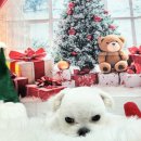 멍뭉펫살롱 이미지