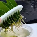 화초 쉽게 번식시키기 이미지