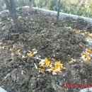 애니카랜드 상하점 이미지