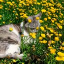 낭만고양이 이미지