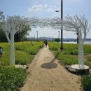 반포 한강공원 서래섬 유채꽃 축제 이미지