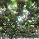 김규철농장 이미지