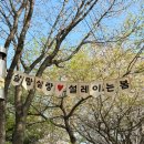 김화생활체육공원(축구장) | 양평벚꽃명소 갈산공원 벚꽃길 (갈산누리봄축제)