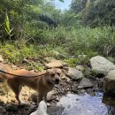 하나애견 이미지